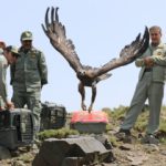 بازگشت پرندگان شکاری‌ به آسمان الوند